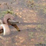 Serpente
