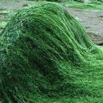 19395760_alga_spirulina_vendita_alga_spirulina