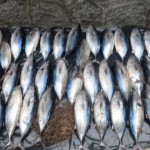 Foto-sequestro-tonno-660x330