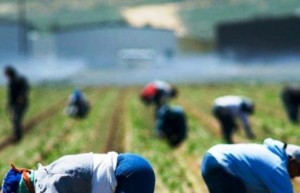 braccianti-agricoli