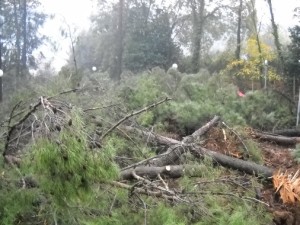 alberi tagliati per ricavare danaro