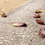 CRO BLATTE (NEWFOTOSUD)