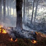 Incendi: vasto rogo a Pozzuoli e su Vesuvio, diversi ettari in fumo