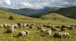 llevamento di ovini e caprini