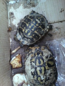 Carabinieri Filandari recuperano due tartarughe in via d'estinzione