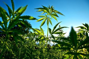 Dal grano alla cannabis, nuova frontiera verde