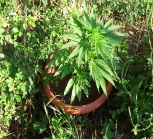 Una delle piante di canapa rinvenute nel piccolo appezzamento di Platì