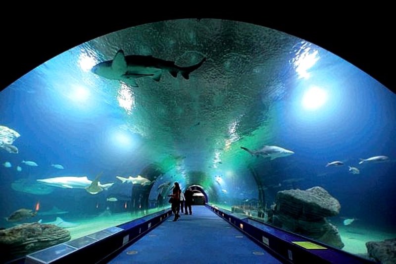 acquario