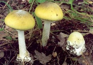 amanita verdognola