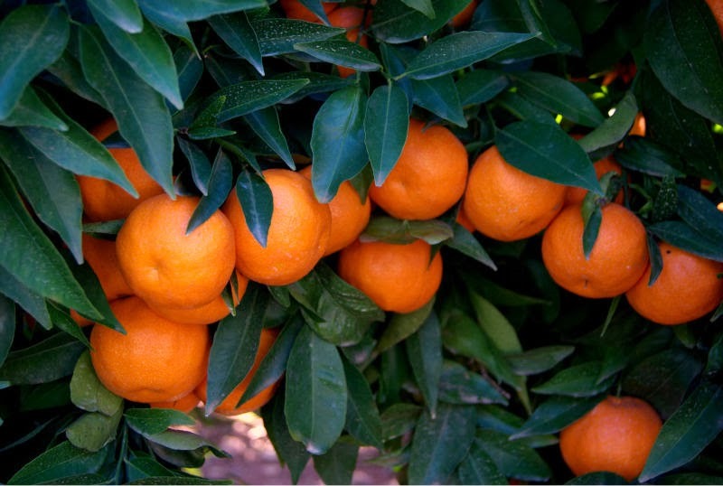 La crisi della IGP clementine di Calabria: "tempi maturi per un cambio ...