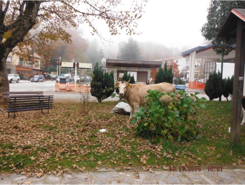 Bovini al pascolo nelle aiuole della piazza Mangeruga in Gambarie d’Aspromonte