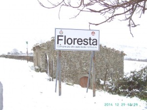 floresta
