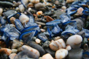 velella velella 2