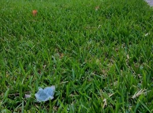 11390094_10205835522200100_6108064180433653748_n