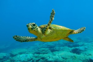 Caretta caretta