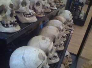crani esposti nel museo lombroso di torino
