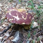 Funghi record  (3)