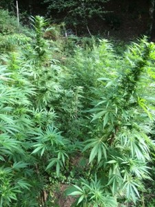 Sequestro cannabis