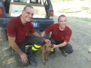 Vigili del fuoco di Melito Porto Salvo salvano cane precipitato in dirupo