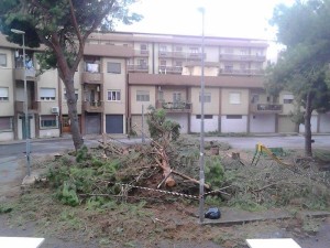 piazza milano crollo albero (2)