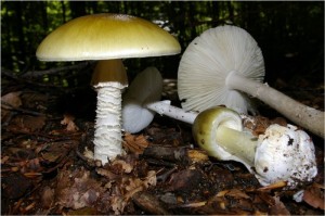 Amanita_phalloides