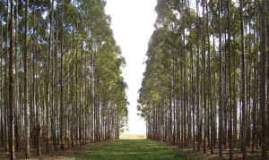 bosco di eucaliptus
