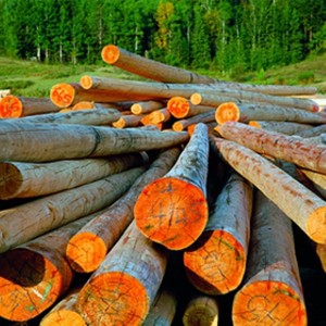 filiera legno-foresta