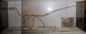 Unical espone scheletro dinosauro