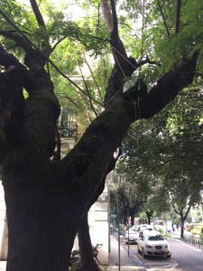 alberi caduti pdr denuncia messina (1)
