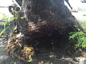 alberi caduti pdr denuncia messina (3)
