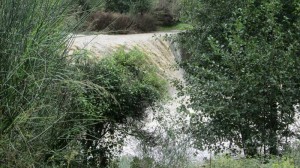 cardeto (2)