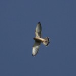 L'inconfondibile sagoma del Gheppio Falco tinnunculus, il comune rapace noto come "Rapinu" (Foto S. Tralongo)