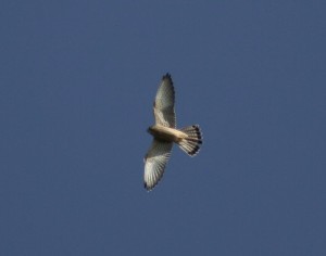 L'inconfondibile sagoma del Gheppio Falco tinnunculus, il comune rapace noto come "Rapinu" (Foto S. Tralongo)