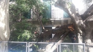 albero crolla messina maltempo