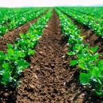 agricoltura