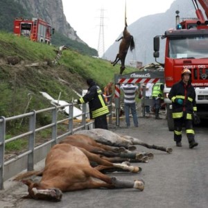 cavallo