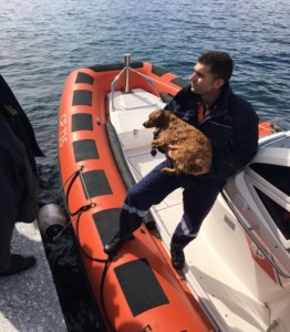 cane salvato a mare