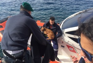 cucciolo recuperato in mare