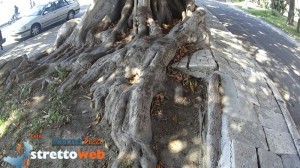 foto lungomare reggio (33)