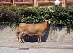 Mucche panoramica dello stretto Messina 2