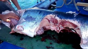 pesce spada morso  (1)