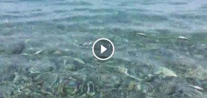 pesci-montepaone-lido-640x304