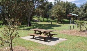 area pic nic