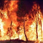 bosco-in-fiamme-incendio_949