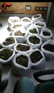 marijuana