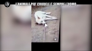 cane-ucciso-sangineto