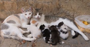 gatti randagismo