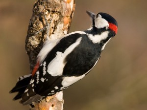Picchio_rosso_maggiore