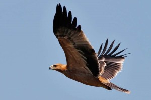 aguila-imperial-iberica-animales-en-peligro-de-extincion