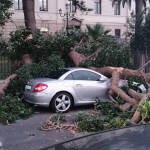 reggio calabria albero caduto lungomare 28 giugno 2017 (5)